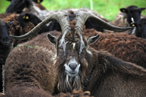 Purebred Thuringian Forest Goat in front of Pomeranian Coarsewool Sheep, Roegnitz, Mecklenburg-Western Pomerania, Germany, Europe