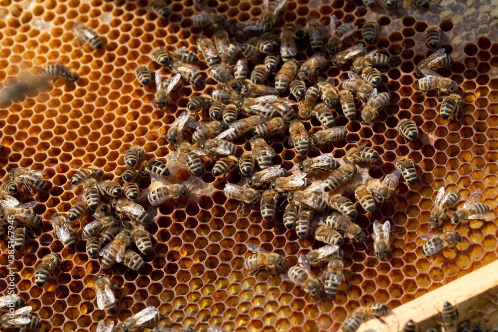 Honey bees (Apis) on a comb, volk, Germany, Europe Honey bees (Apis) on a comb, volk, Germany, Europe