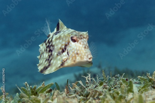 Humpback Turretfish (Tetrosomus gibbosus) above sea weed, Hashemite Kingdom of Jordan, JK, Red Sea, Western Asia photo