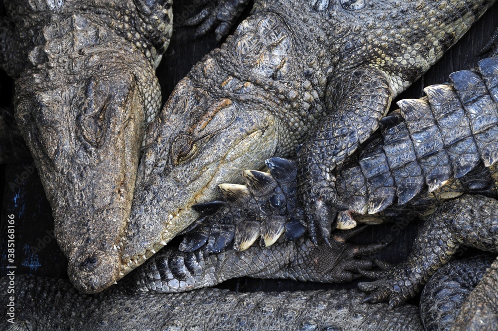 Crocodiles (Crocodilia), captive breeding, crocodile farm on the Tonle Sap Lake, Siem Reap, Cambodia, Southeast Asia, Asia Crocodiles (Crocodilia), captive breeding, crocodile farm on the Tonle Sap Lake, Siem Reap, Cambodia, Southeast Asia, Asia