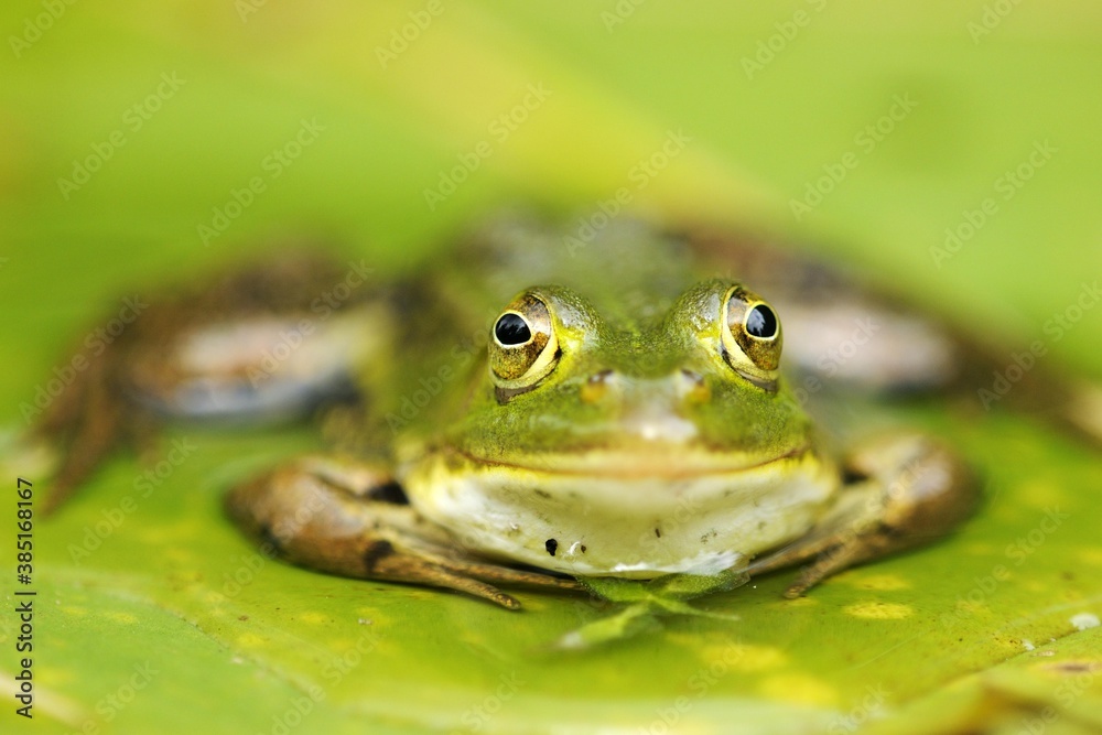Pool Frog (Rana lessonae), sitting on a leaf, Selegermoor bog, Zurich, Switzerland, Europe