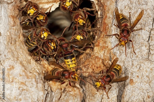 Hornets (Vespa crabro) at the entrance to a tree hollow, Thuringia, Germany, Europe
