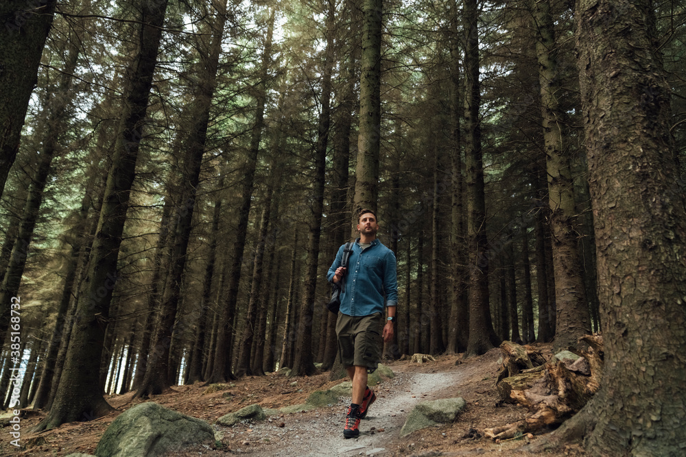 Male hiker walking on trail amidst trees in woodland Male hiker walking on trail amidst trees in woodland