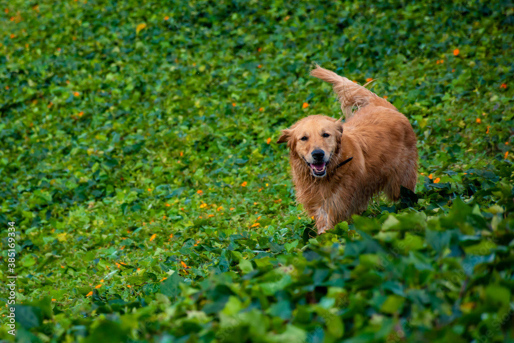 golden retriever sonriendo entre hojas verdes golden retriever sonriendo entre hojas verdes