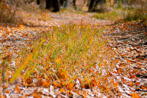 Bright green grass grows on the forest road among the fallen autumn leaves. Soft focus