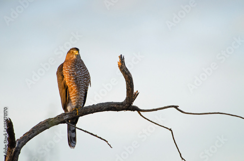 Cooper's Hawk (Accipiter cooperii) in fading light photo