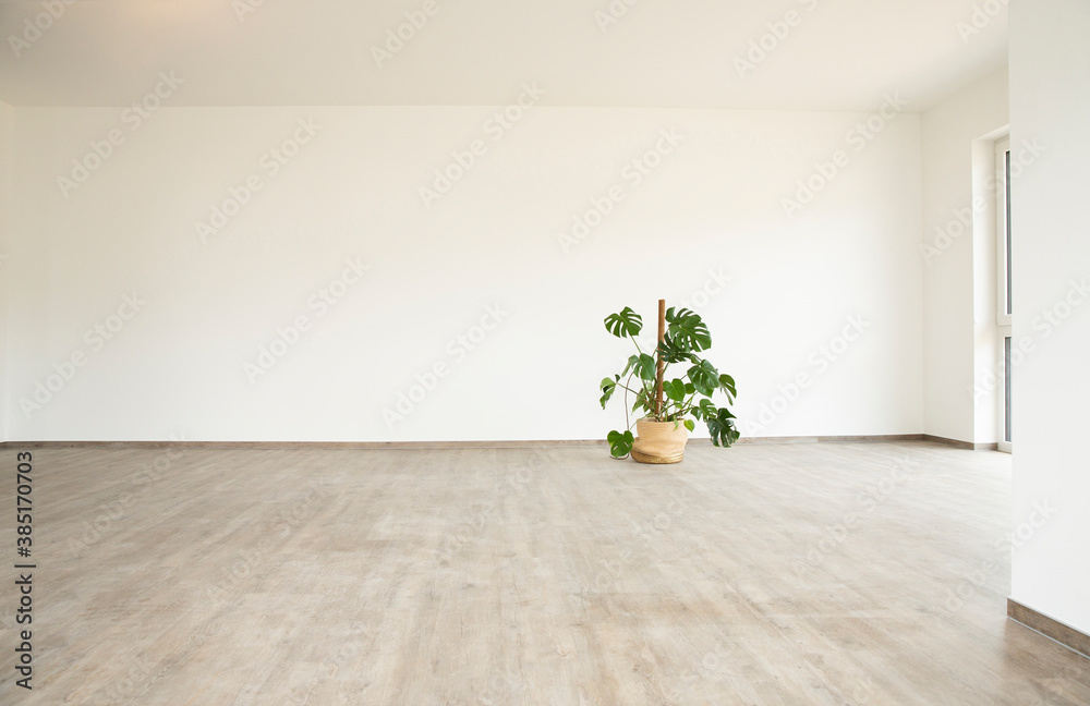 © MiJo/Westend61 - Monstera deliciosa on floor against white wall in new empty house