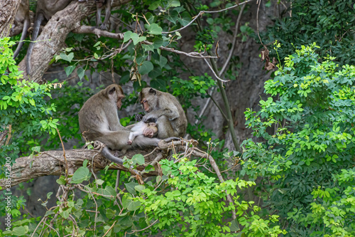 The monkey family is helping each other happily take care of the baby monkeys on the tree.