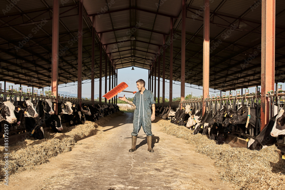 Farmer throwing shovel in air while standing in cattle surrounded by herd of cows Farmer throwing shovel in air while standing in cattle surrounded by herd of cows