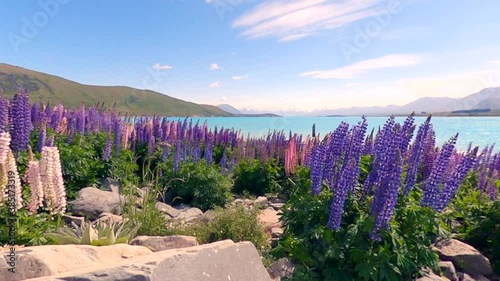 Purple wild flowers waving in the wind in the foreground of lake tekapo and a snow capped mountain range in the back ground (slow motion) photo