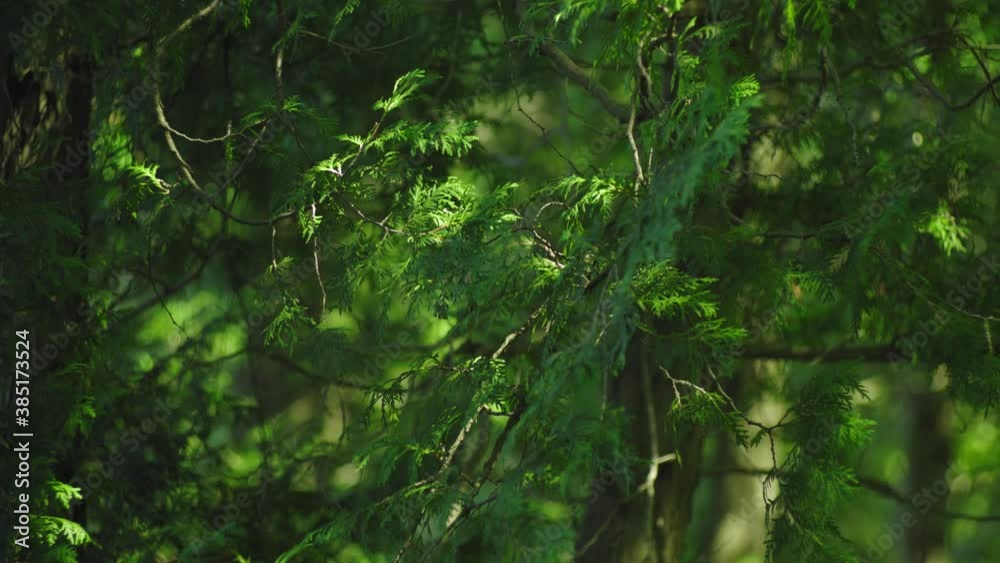 Lush green cedar tree branch swaying in a gentle breeze in a healthy forest Lush green cedar tree branch swaying in a gentle breeze in a healthy forest