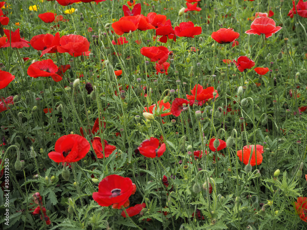 Fototapeta premium the usual everyday photo of a lot of red poppies in a summer clearing