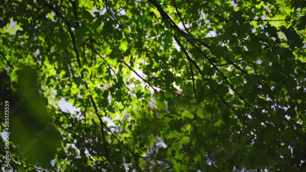 Light rays penetrating the canopy of branches in a lush green forest Light rays penetrating the canopy of branches in a lush green forest