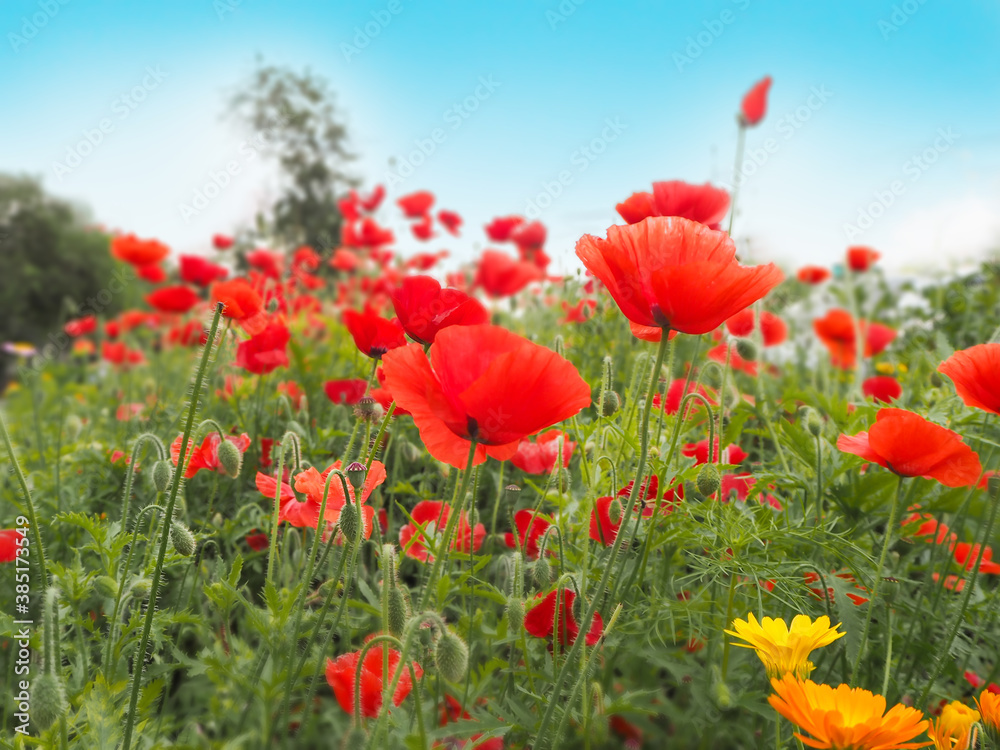 summer glade with lots of red rich poppies and blue sky