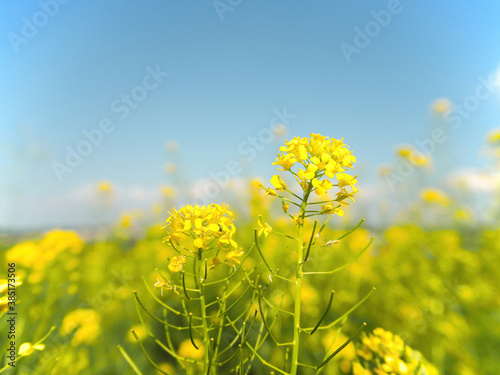 summer photo of a yellow meadow with canola flowers and a blue sky. close up