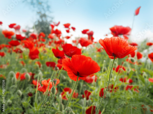 summer glade with red rich poppies and blue sky