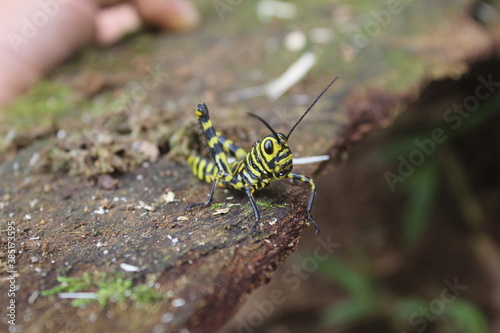 Grasshoper black and yellow