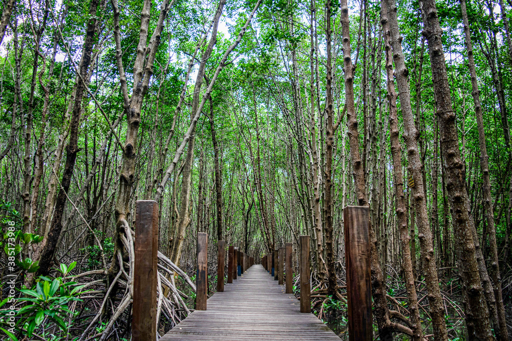 Obraz premium Wooden bridge in mangrove forest Kung Kaben Bay, Mangrove Forest Tourism, Chanthaburi Province, Thailand