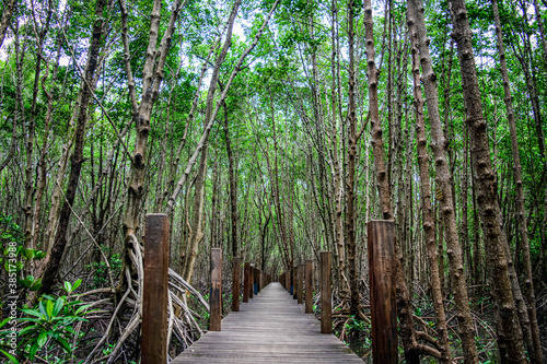 Wooden bridge in mangrove forest Kung Kaben Bay, Mangrove Forest Tourism, Chanthaburi Province, Thailand