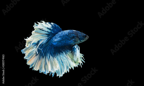 Colourful betta fish,Siamese fighting fish in movement isolated on black background. Capture the moving moment of colourful siamese fighting fish with clipping path.