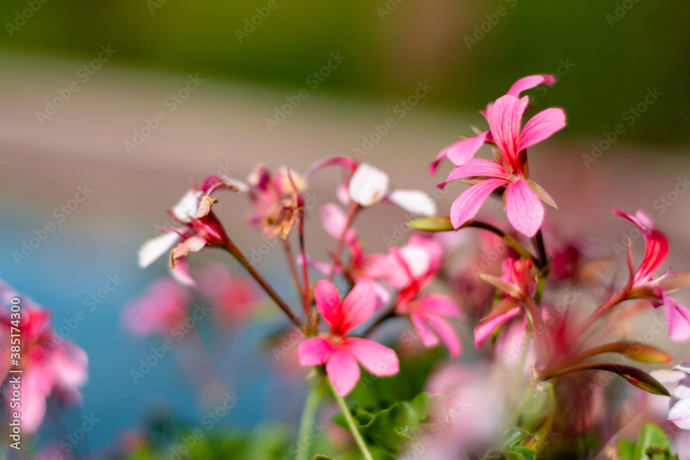 flores rosa con fondo negro y azul