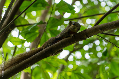 One squirrel on tree branch.  © Miguel Vidal 
