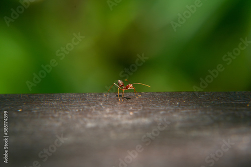 ant on a wood platform , green background