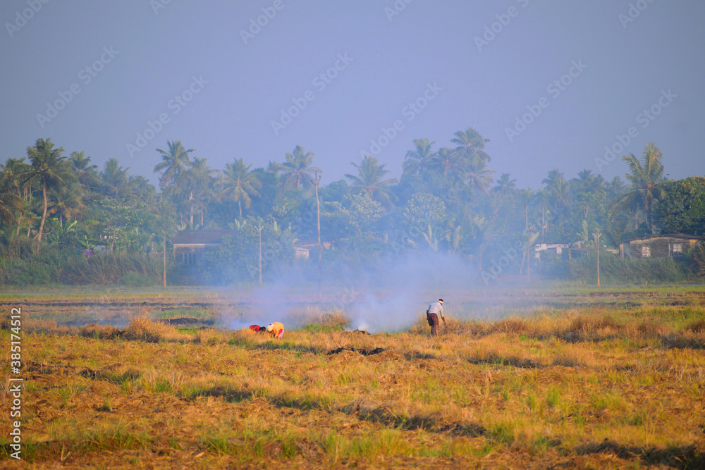 Stubble burning in paddy field creating smoke and air pollution.