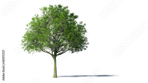 Hi-Resolution Beautiful 3D Trees Isolated with shadow on white background   Use for visualization in architectural design