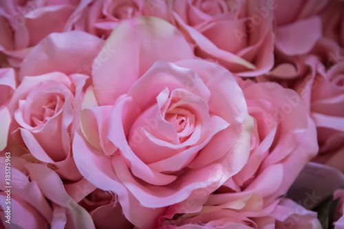 Plastic pink rose use for background