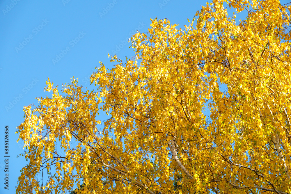 Birch branches with yellow leaves in autumn, in the light of sunset. Blue sky background Birch branches with yellow leaves in autumn, in the light of sunset. Blue sky background