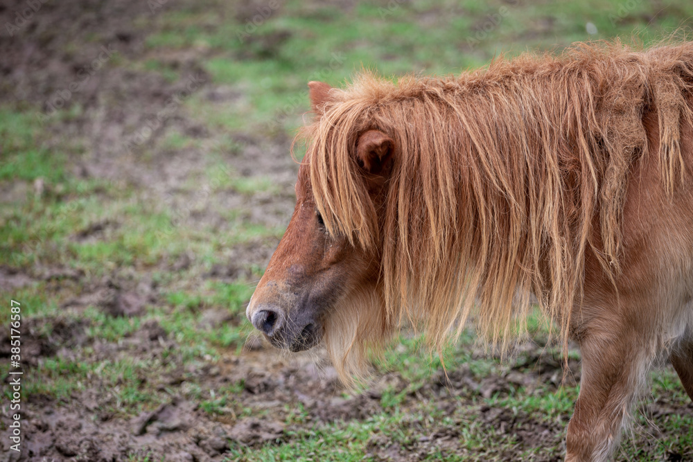 Close up up dwarf horse standing and eat food in stable 