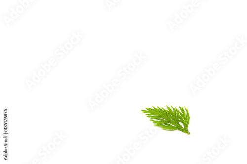 Selaginellaceae leaves on white background photo