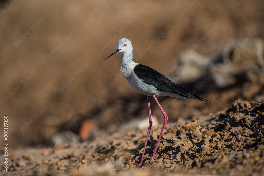 Black-winged stilt (Himantopus himantopus) in summer
