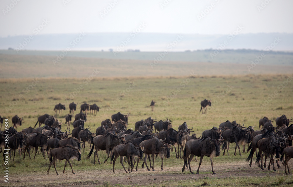 The Wildebeest migration on the banks of the Mara River. Every Year 1.5 million cross the Masai Mara in Kenya. The Wildebeest migration on the banks of the Mara River. Every Year 1.5 million cross the Masai Mara in Kenya.