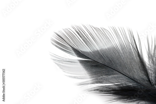 black feather texture