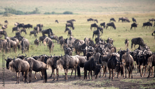 The Wildebeest migration on the banks of the Mara River. Every Year 1.5 million cross the Masai Mara in Kenya.  © Grantat