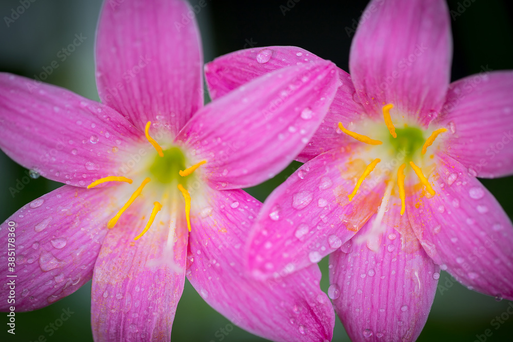 Pink zephyranthes grandiflora flower has water drops along the petals Pink zephyranthes grandiflora flower has water drops along the petals