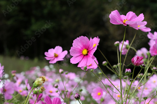 ピンク色のコスモスの花