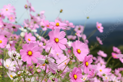 秋空と薄ピンク色のコスモスの花