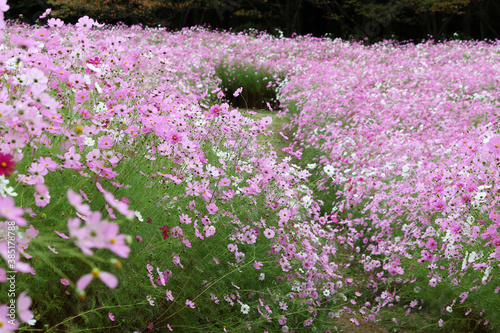 ピンクと白のコスモスに囲まれた散歩道 © motchy