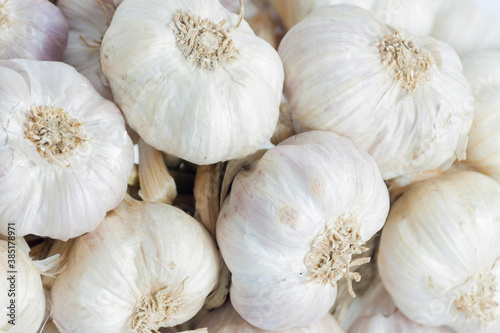 White garlic head heap. top view.