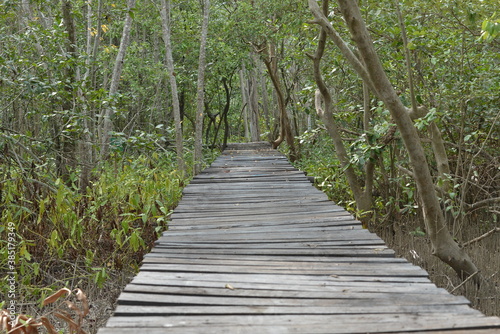 mangrove forest area, Indonesia © Angga