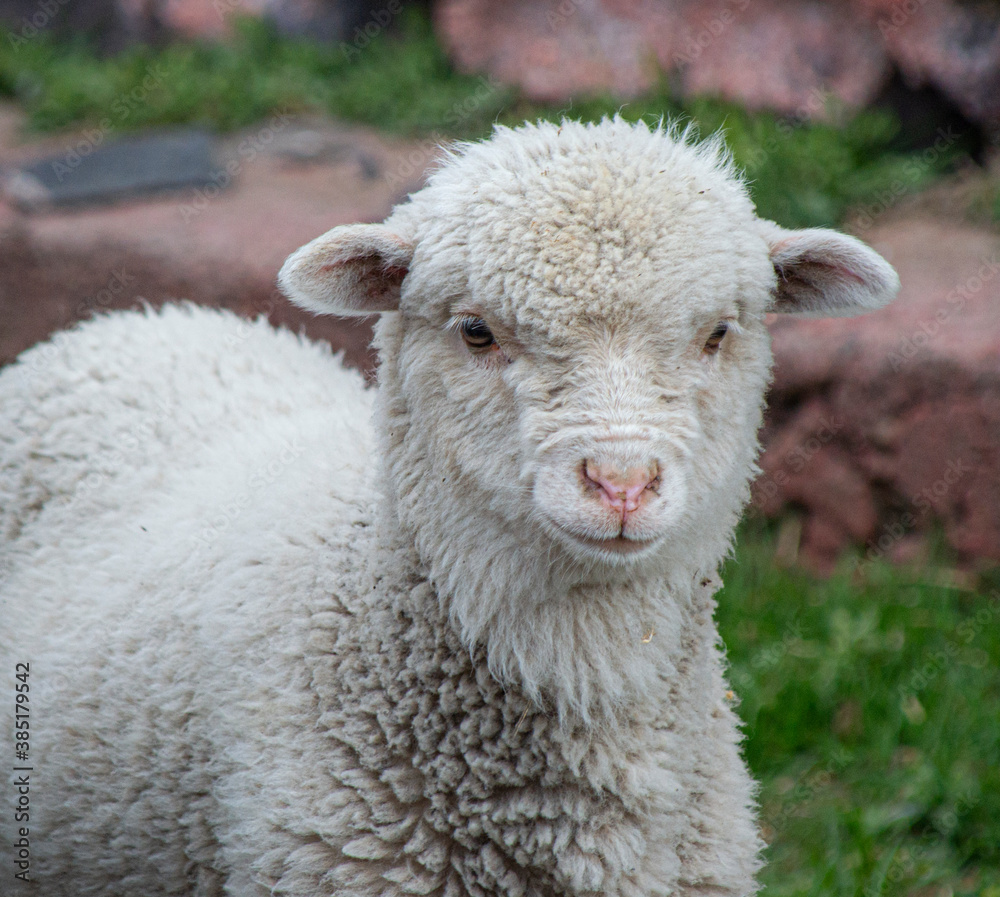 Peluquería animal.