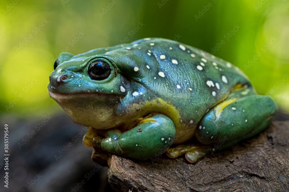 Fototapeta premium Magnificent tree frog also know as the Splendid Tree Frog sitting on a branch with a black background￼. Scientific name Litoria splendida