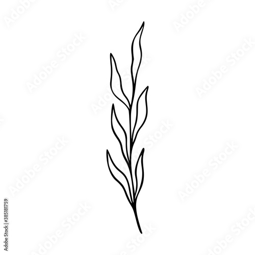 Olive branch outline hand drawn element. Herbs doodle botanical icon for logo. Vector illustration isolated on white background.