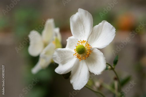White anemone on a blurry background close - up in the garden. Beautiful delicate autumn flower. Decorative ornament. Perennial anemone. Macrophotography.
