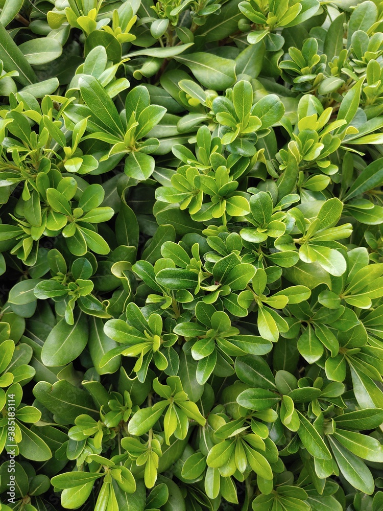 Obraz premium green leaves background