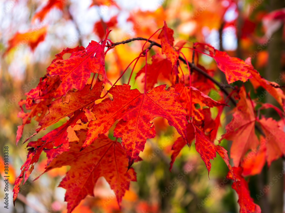 Branch with hanging bright red maple leaves as a blurred background of a beautiful autumn Branch with hanging bright red maple leaves as a blurred background of a beautiful autumn