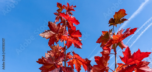 Pair of bright red maple branches with leaves illuminated by the autumn sun against a blue sky with clouds